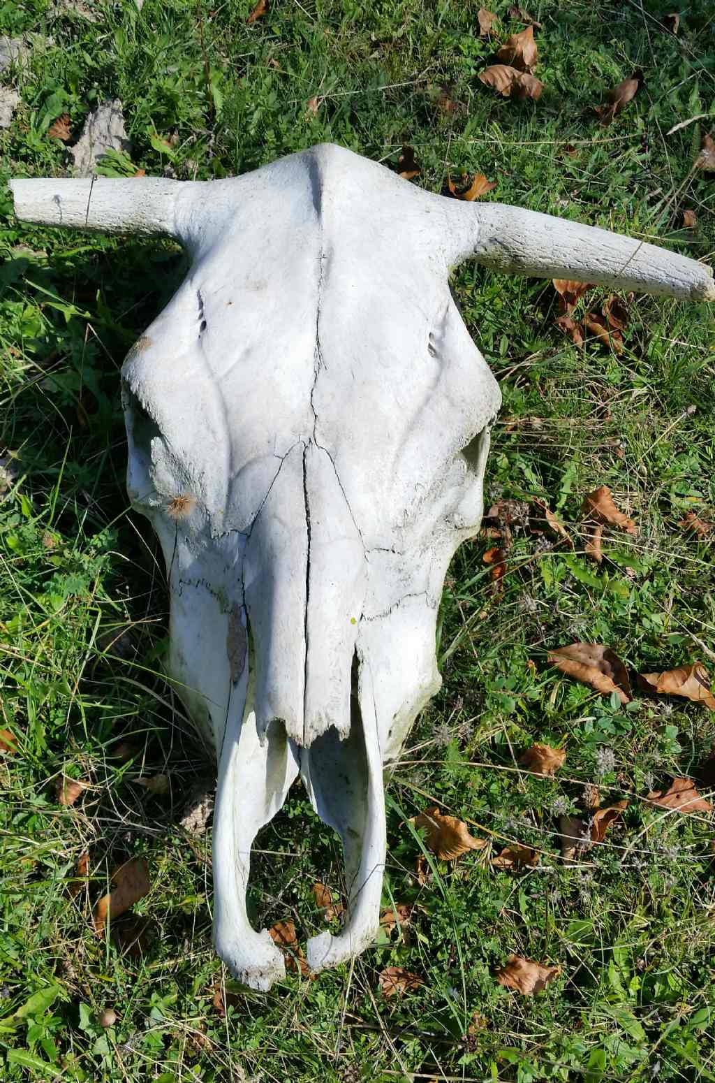 Cranio di bovino?